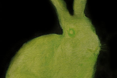 Lapin
